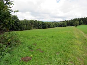 dazugehörige Wiese mit Wald