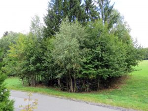 Blick zum eingewachsenen Teich