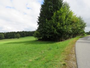 eingewachsener Fischteich