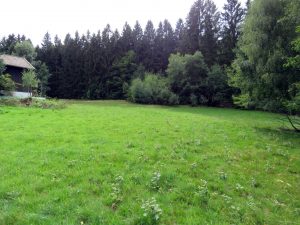 Mischwald hinter dem Haus