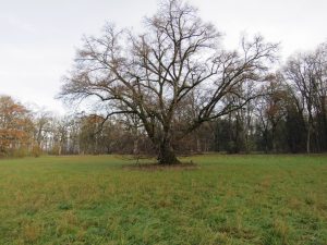 alte Linde vor dem Haus