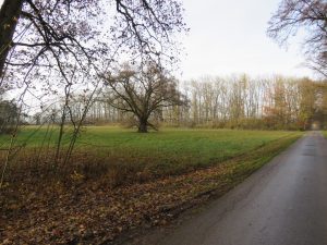 Zufahrt, Wiese und Wald
