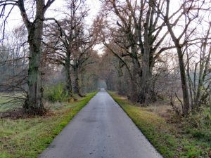 Allee mit altem Baumbestand