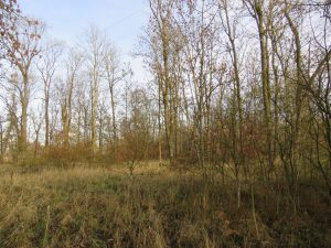 Laubwald an der Wiese