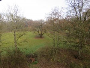 Wiese mit alter Linde