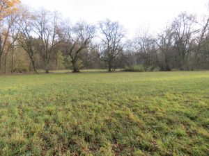 weitere Weidefläche