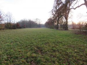 Weideflächen vom Waldrand begrenzt