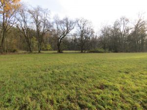 Weideflächen am Waldrand