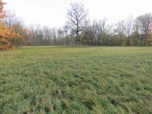 Grundstück Richtung Süden mit Linde