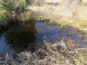 Fischteich mit Goldfischen