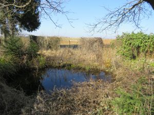Fischteich im hinteren Teil des Grundstücks