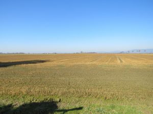 angrenzende landwirtschaftliche Flächen