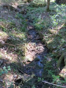 kleiner Bachlauf