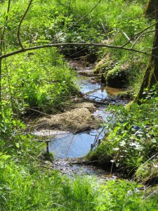 ehemaliger Ententeich mit Bachzulauf