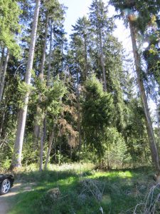angrenzender Wald