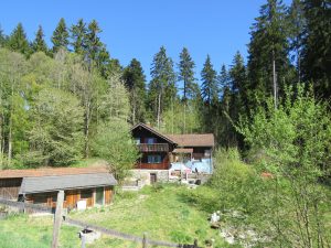 eingebettet in den Mischwald