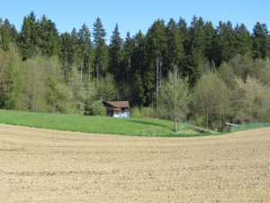 am Waldrand