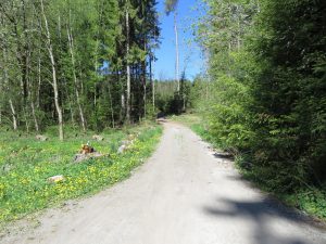 Zufahrt durch den Wald