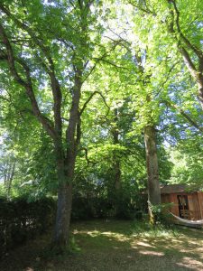 alter Baumbestand am Gartenhaus