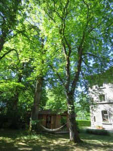 Laubbäume im Garten
